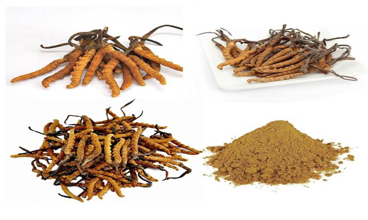product-1-1 cordyceps raw material1