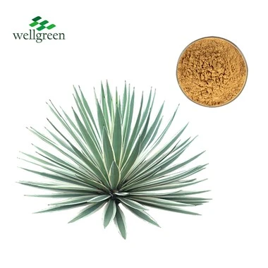Yucca Extract Yucca Extract