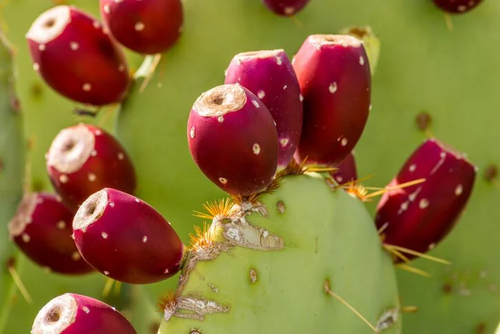 prickly pear extract prickly pear extract